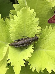 Booneacris glacialis