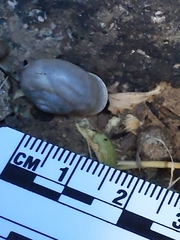 Sonorella allynsmithi