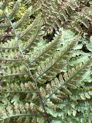 Dryopteris glabra