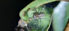 Salticidae