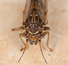Cacopsylla