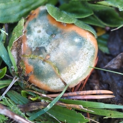 Lactarius semisanguifluus