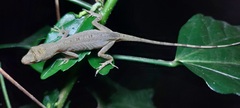 Anolis antonii