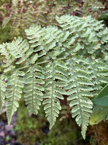 Dryopteris glabra observed 2022-11-09
