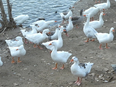 Anser anser domesticus