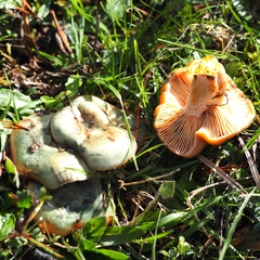 Lactarius semisanguifluus