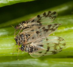 Craspedolepta nebulosa