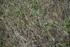 Salix salviifolia