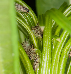 Craspedolepta nebulosa