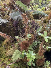 Dryopteris glabra