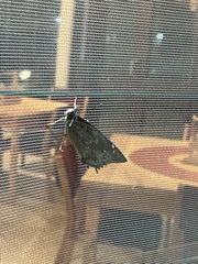 Charaxes