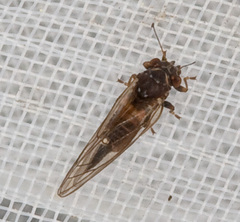 Psyllidae