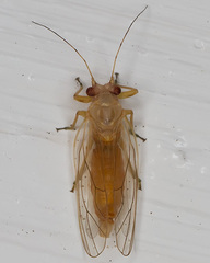 Psyllidae