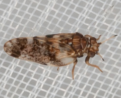 Psyllidae