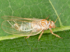Psyllidae