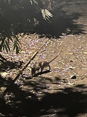 Cricetomys gambianus