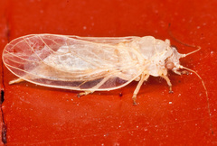 Psyllidae