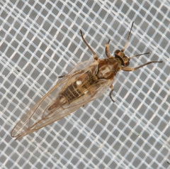 Psyllidae