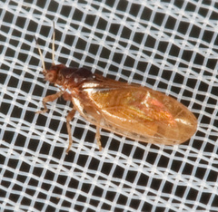 Psyllidae