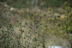Salix salviifolia