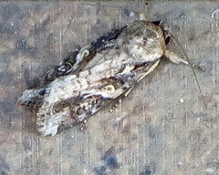 Spodoptera frugiperda