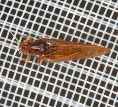 Psyllidae