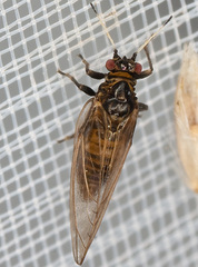 Psyllidae