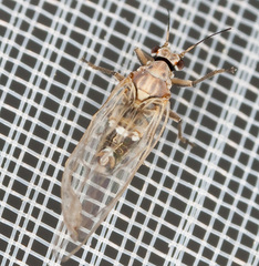 Psyllidae