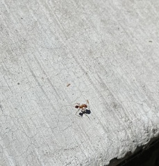 Pogonomyrmex maricopa
