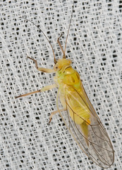 Psyllidae