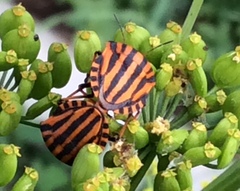 Graphosoma lineatum
