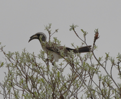 Lophoceros nasutus