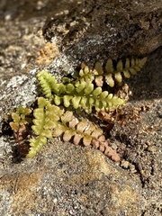 Asplenium bradleyi
