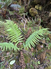 Dryopteris fuscoatra