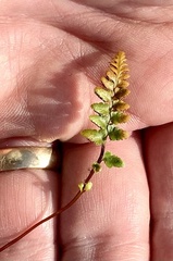 Asplenium bradleyi