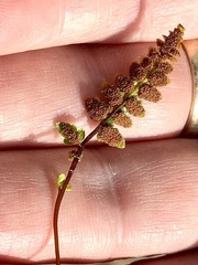 Asplenium bradleyi