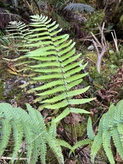 Dryopteris fuscoatra