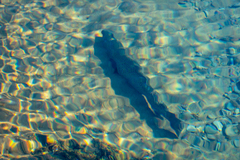Salmo trutta