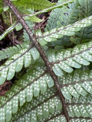 Dryopteris fuscoatra