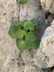 Telesonix heucheriformis