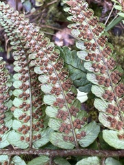 Dryopteris fuscoatra