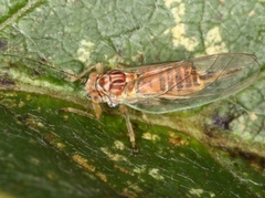 Trioza remota