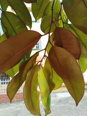 Chrysophyllum cainito