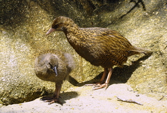 Gallirallus australis scotti