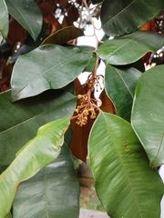 Chrysophyllum cainito