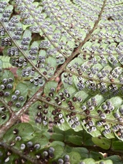 Dryopteris fuscoatra