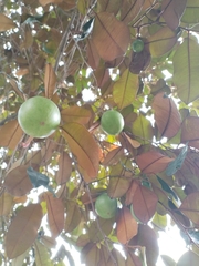 Chrysophyllum cainito