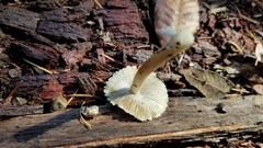 Pseudosperma sororium