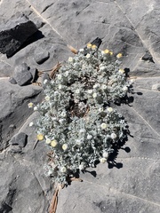 Artemisia constricta