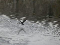 Phalacrocorax carbo